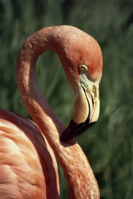 Framed Print : Flamingo Framed Print : Flamingo
