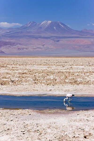 Flamingo breeding site, Laguna Chaxa, Salar de Atacama, Atacama Desert