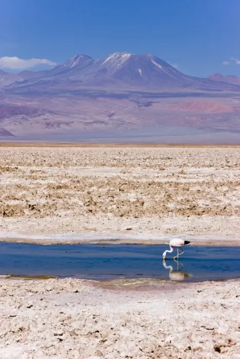 Framed Print : Flamingo breeding site, Laguna Chaxa, Salar de Atacama, Atacama Desert Framed Print : Flamingo breeding site, Laguna Chaxa, Salar de Atacama, Atacama Desert