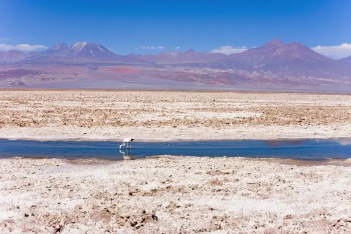 Framed Print : Flamingo breeding site, Laguna Chaxa, Salar de Atacama, Atacama Desert Framed Print : Flamingo breeding site, Laguna Chaxa, Salar de Atacama, Atacama Desert