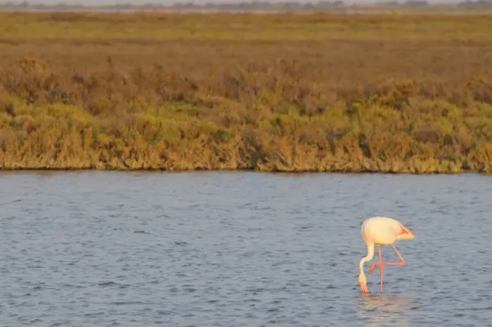 Framed Print : Flamingo, Camargue, France, Europe Framed Print : Flamingo, Camargue, France, Europe
