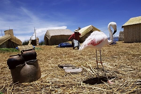 Flamingo sharing life with indigenous Uros people on floating island