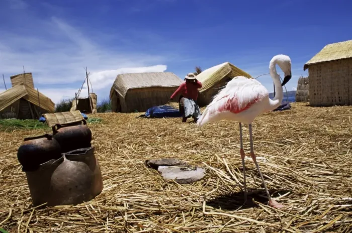 Framed Print : Flamingo sharing life with indigenous Uros people on floating island Framed Print : Flamingo sharing life with indigenous Uros people on floating island