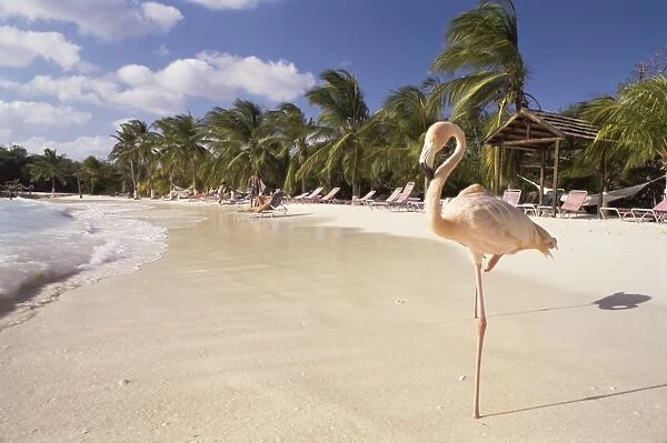 Flamingo, Sonesta Island, Aruba, West Indies, Dutch Caribbean, Central America
