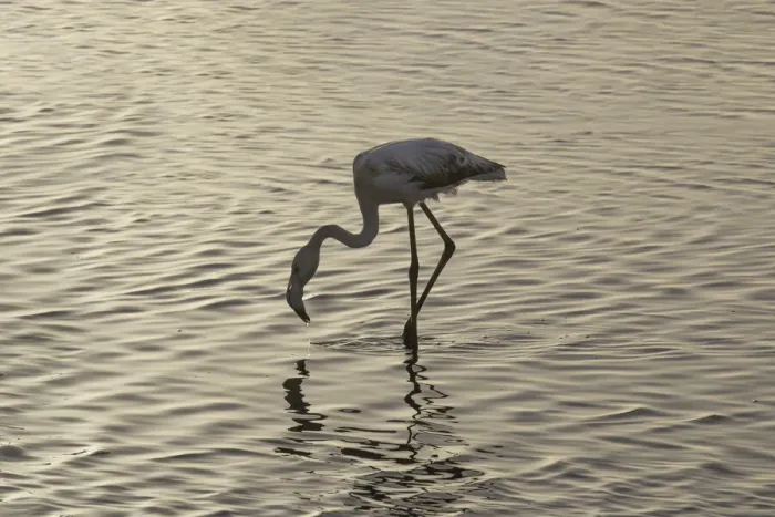 Framed Print : Flamingo in the water, Walvis Bay, Namibia, Africa Framed Print : Flamingo in the water, Walvis Bay, Namibia, Africa