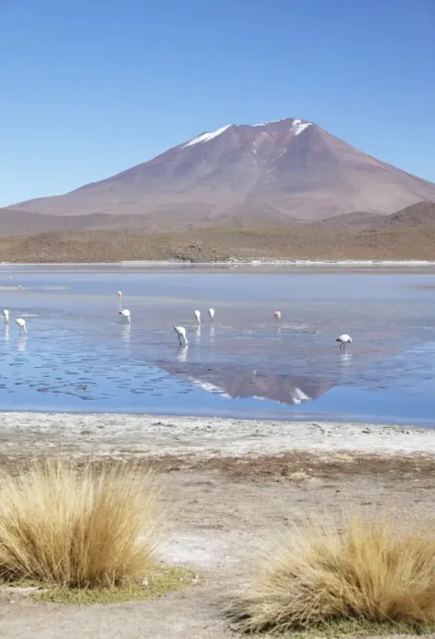 Framed Print : Flamingoes at Laguna Adeyonda on Altiplano, Potosi Department, Bolivia, South America Framed Print : Flamingoes at Laguna Adeyonda on Altiplano, Potosi Department, Bolivia, South America