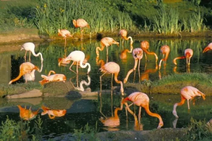 Framed Print : Flamingoes, Marwell Zoo, Hampshire, England, United Kingdom, Europe Framed Print : Flamingoes, Marwell Zoo, Hampshire, England, United Kingdom, Europe