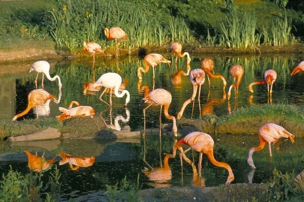 Flamingoes, Marwell Zoo, Hampshire, England, United Kingdom, Europe