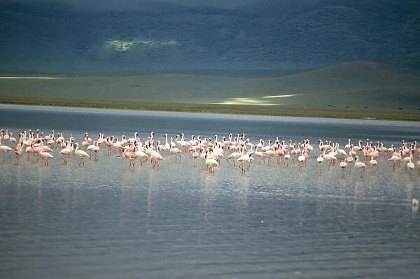 Flamingoes, Serengeti National Park, UNESCO World Heritage Site, Tanzania