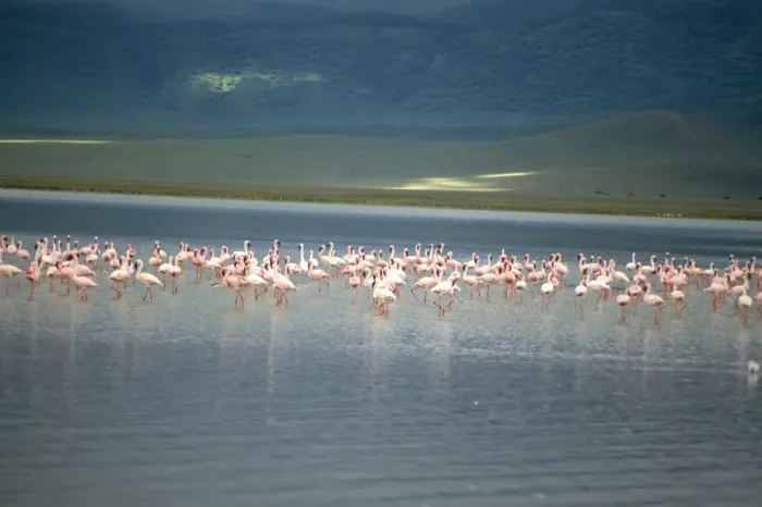 Framed Print : Flamingoes, Serengeti National Park, UNESCO World Heritage Site, Tanzania Framed Print : Flamingoes, Serengeti National Park, UNESCO World Heritage Site, Tanzania