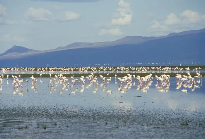 Framed Print : Flamingoes, Tanzania, East Africa, Africa Framed Print : Flamingoes, Tanzania, East Africa, Africa