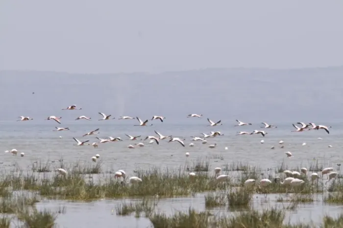 Framed Print : Flamingos in the Abiata-Shala National Park, Ethiopia, Africa Framed Print : Flamingos in the Abiata-Shala National Park, Ethiopia, Africa