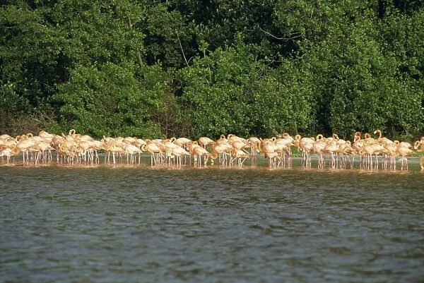 Flamingos, Celestun National Wildlife Regufe