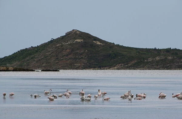 Flamingos, Etang, Peyriac-de-Mer, Aude, Languedoc-Roussillon, France, Europe