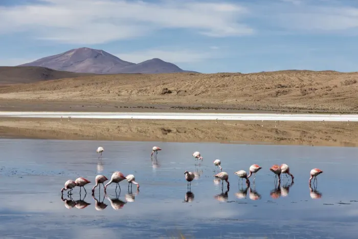 Framed Print : Flamingos feeding in Laguna Canapa, an endorheic salt lake in the altiplano Framed Print : Flamingos feeding in Laguna Canapa, an endorheic salt lake in the altiplano