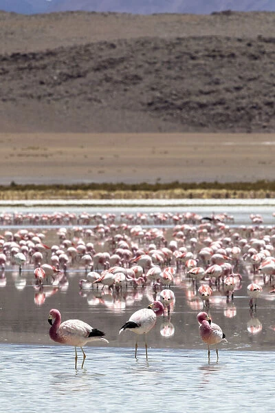Flamingos gathered in the hundreds to feed, Eduardo Avaroa Andean Fauna National Reserve