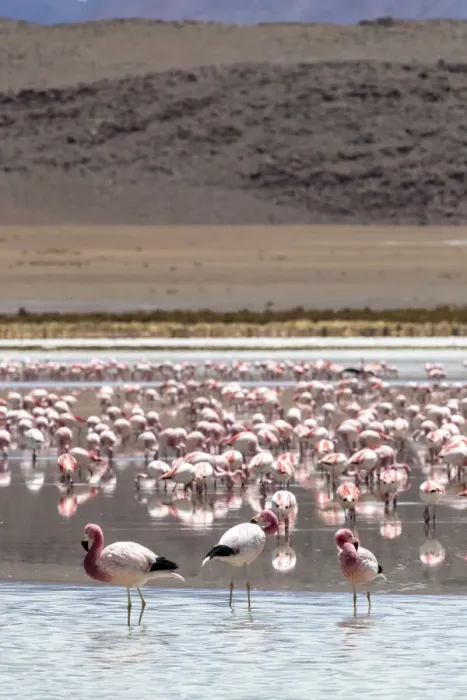 Framed Print : Flamingos gathered in the hundreds to feed, Eduardo Avaroa Andean Fauna National Reserve Framed Print : Flamingos gathered in the hundreds to feed, Eduardo Avaroa Andean Fauna National Reserve