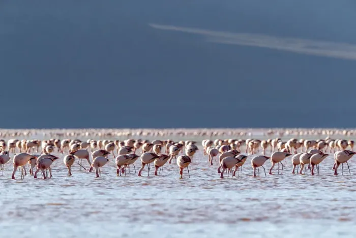 Framed Print : Flamingos gathered in the hundreds to feed, Eduardo Avaroa Andean Fauna National Reserve Framed Print : Flamingos gathered in the hundreds to feed, Eduardo Avaroa Andean Fauna National Reserve