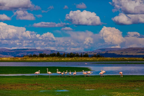 Flamingos grazing by lake, Ayacucho, Peru, South America
