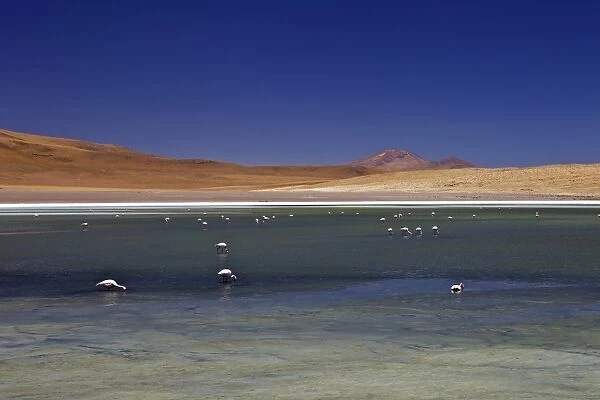 Flamingos on Laguna Canapa, South Lipez, Southwest Highlands, Bolivia, South America
