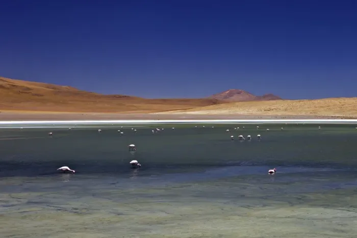 Framed Print : Flamingos on Laguna Canapa, South Lipez, Southwest Highlands, Bolivia, South America Framed Print : Flamingos on Laguna Canapa, South Lipez, Southwest Highlands, Bolivia, South America