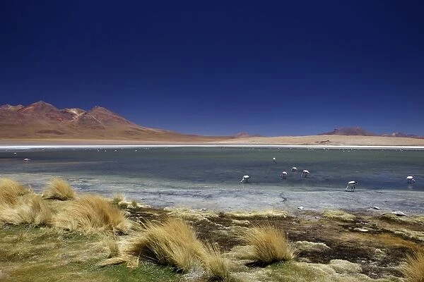 Flamingos on Laguna Canapa, South Lipez, Southwest Highlands, Bolivia, South America