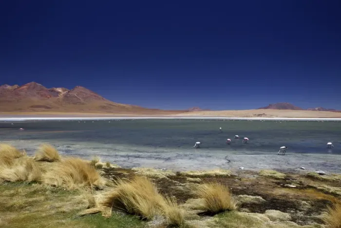 Framed Print : Flamingos on Laguna Canapa, South Lipez, Southwest Highlands, Bolivia, South America Framed Print : Flamingos on Laguna Canapa, South Lipez, Southwest Highlands, Bolivia, South America