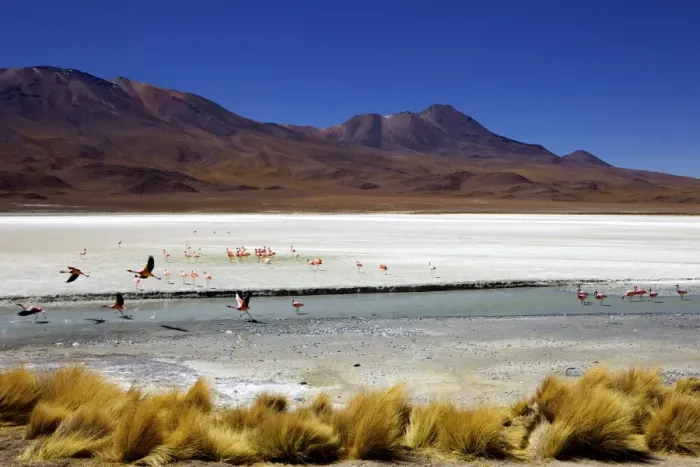 Framed Print : Flamingos on Laguna Canapa, Southwest Highlands, Bolivia, South America Framed Print : Flamingos on Laguna Canapa, Southwest Highlands, Bolivia, South America