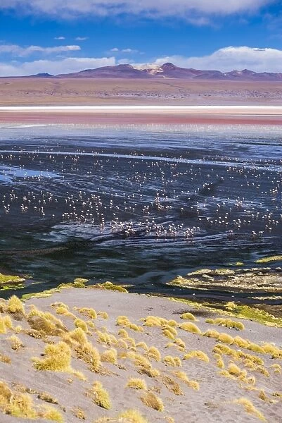 Flamingos at Laguna Colorada (Red Lagoon), a salt lake in the Altiplano of Bolivia