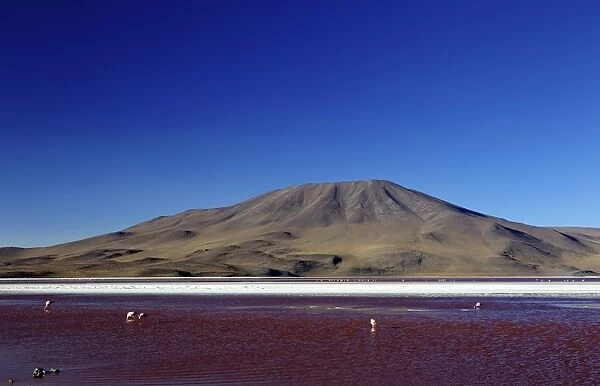 Flamingos on Laguna Colorada (Red Lagoon), Eduardo Avaroa Andean Fauna National Reserve, Southwest Highlands, Bolivia, South America
