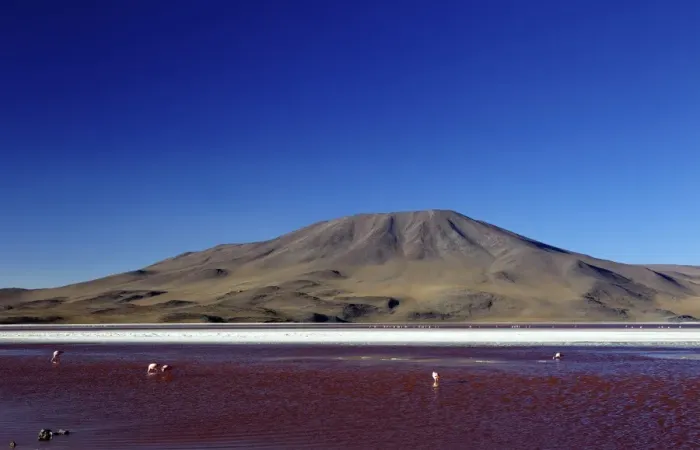 Framed Print : Flamingos on Laguna Colorada (Red Lagoon), Eduardo Avaroa Andean Fauna National Reserve, Southwest Highlands, Bolivia, South America Framed Print : Flamingos on Laguna Colorada (Red Lagoon), Eduardo Avaroa Andean Fauna National Reserve, Southwest Highlands, Bolivia, South America