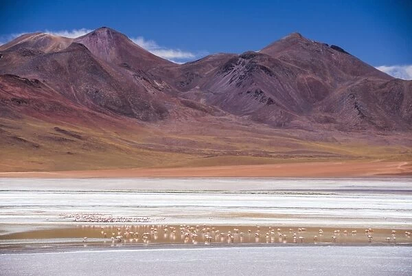 Flamingos at Laguna Hedionda, a salt lake area in the Altiplano of Bolivia, South America
