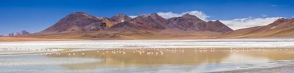 Flamingos at Laguna Hedionda, a salt lake area in the Altiplano of Bolivia, South America