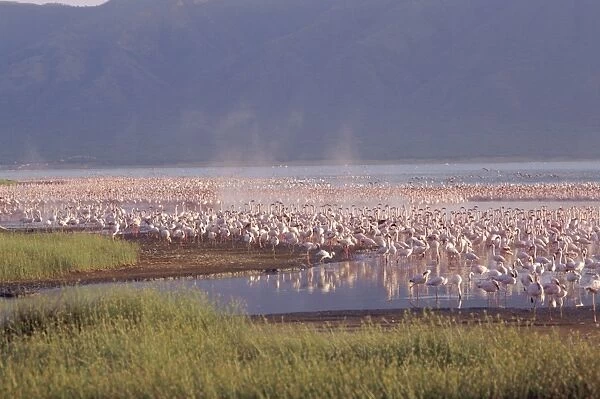 Flamingos, Lake Bogoria