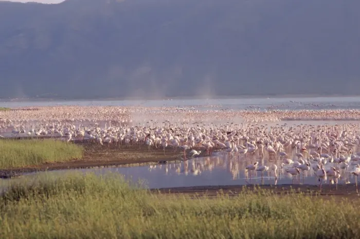 Framed Print : Flamingos, Lake Bogoria Framed Print : Flamingos, Lake Bogoria