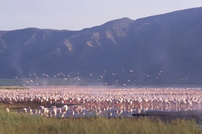 Framed Print : Flamingos, Lake Bogoria Framed Print : Flamingos, Lake Bogoria