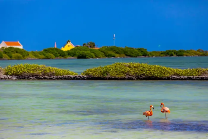 Framed Print : Flamingos lounging around in their natural habitat, Bonaire, Netherlands Antilles Framed Print : Flamingos lounging around in their natural habitat, Bonaire, Netherlands Antilles