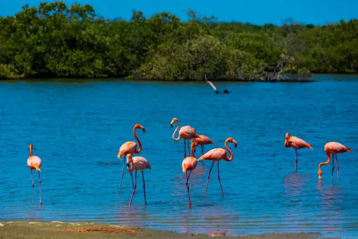 Framed Print : Flamingos lounging around in their natural habitat, Bonaire, Netherlands Antilles