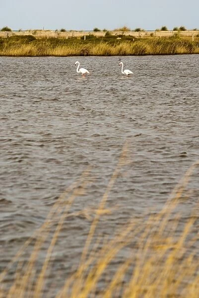 Flamingos, Moulouya River Natural Reserve, close to the resorts, Saidia
