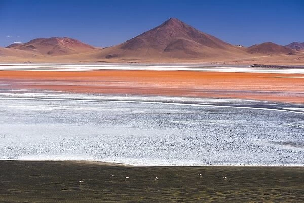 Flamingos at Red Lagoon (Laguna Colorada), a salt lake in the Altiplano of Bolivia