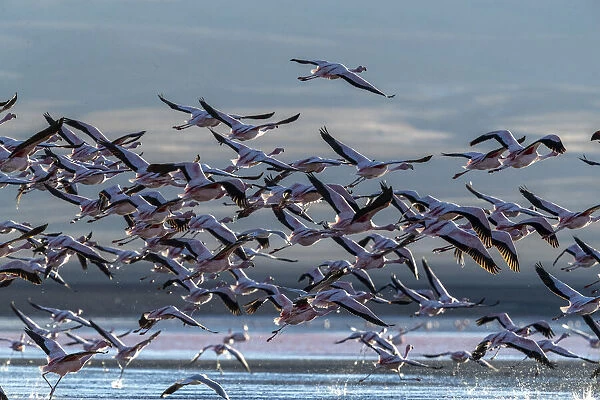 Flamingos taking flight in the hundreds to feed, Eduardo Avaroa Andean Fauna National