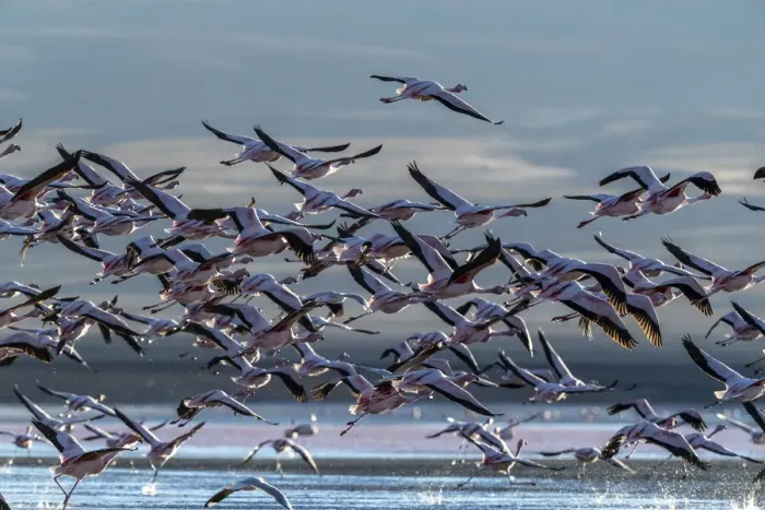 Framed Print : Flamingos taking flight in the hundreds to feed, Eduardo Avaroa Andean Fauna National Framed Print : Flamingos taking flight in the hundreds to feed, Eduardo Avaroa Andean Fauna National