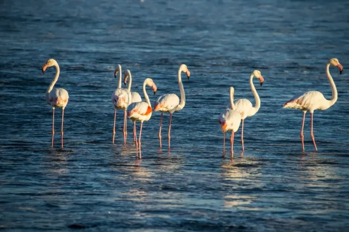 Framed Print : Flamingos in the water (Phoenicopteridae), Luderitz, Namibia, Africa