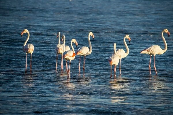 Flamingos in the water (Phoenicopteridae), Luderitz, Namibia, Africa