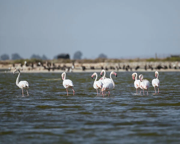 Flamingos, Western Cape, South Africa, Africa