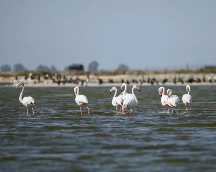 Framed Print : Flamingos, Western Cape, South Africa, Africa Framed Print : Flamingos, Western Cape, South Africa, Africa