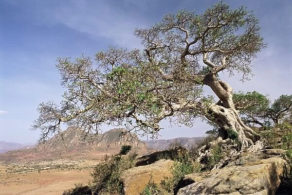 On the flank of Mount Workamba, Tambien region, Tigre Province, Ethiopia, Africa