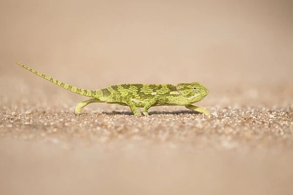 Flap neck chameleon (Chamaeleo dilepis) crossing a track in Sabi Sands, Greater Kruger