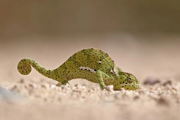 Flap-necked chameleon (Chamaeleo dilepis), Kruger National Park, South Africa, Africa