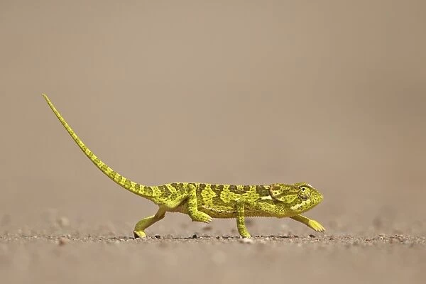 Flap-necked chameleon (flap neck chameleon) (Chamaeleo dilepis), Kruger National Park